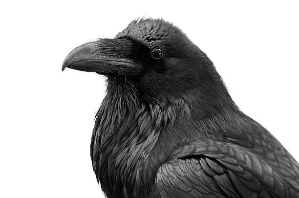 Raven feather artwork representing Ravenwood Reiki's spirit-led healing approach in Redwood City, CA